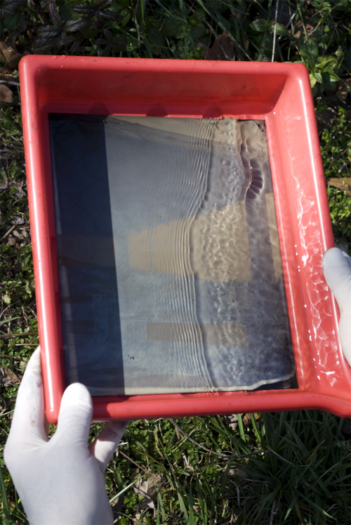 8x10 collodion image on metal