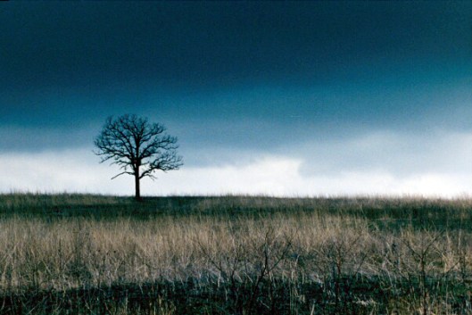 Tree Against Storm - zero draft