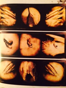 Instinct/Extinct, Inkjet on Kozo paper, gold leaf, resin on dibond, (3) 16"x 48"